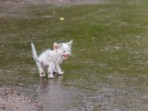 A todos se les dijo que no tocaran a este gato, pero luego un hombre no escuchó